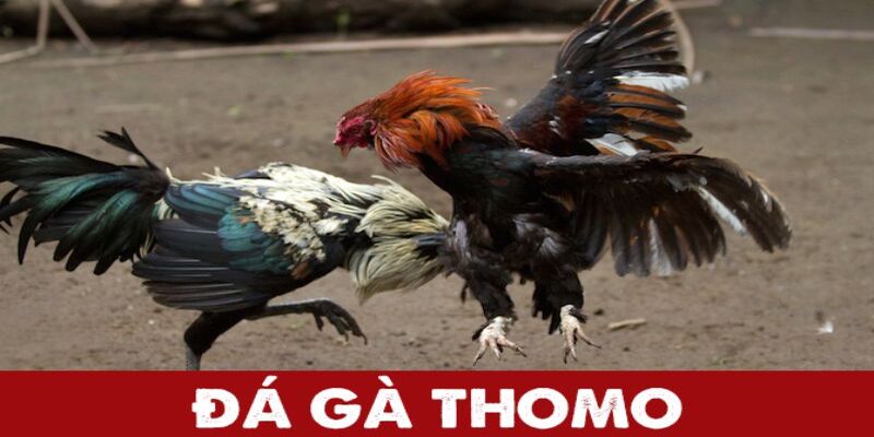 Luật chơi cơ bản của thomo 